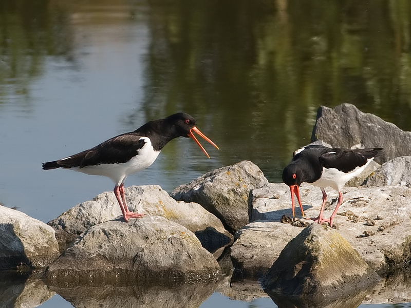 Haematopus ostralegus Oystercatcher Scholekster